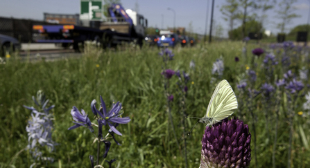Wild flower planting in urban situation, with green-viened white butterfly, Pieris napi, Sheffield city centre - Paul Hobson