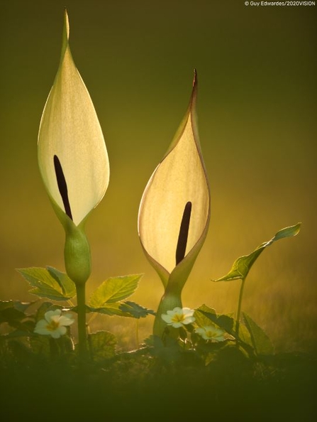 Arum maculatum