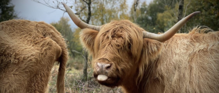 Highland Cow (c) Kevin Caster