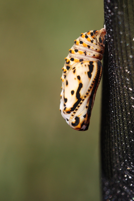 Marsh fritillary pupa