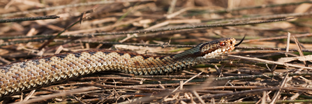 the front part of an adder, with its tongue out