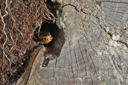 an adders head poking out of a hole in a log