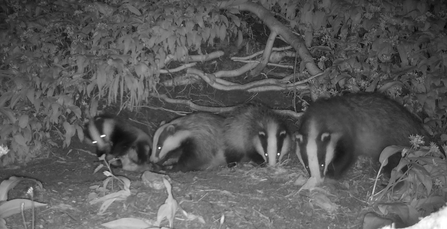 Badgers_Cameratrap