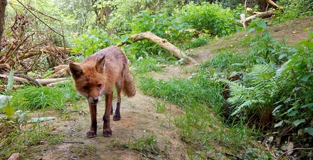 fox_cameratrap