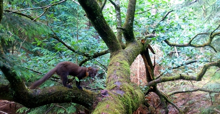 male_pinemarten