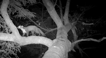 Pinemarten_cameratrap_Jamie