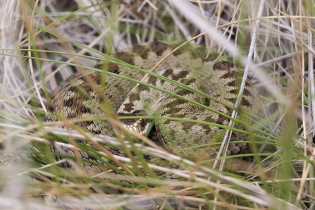 an adder amongst some grass, partly hidden