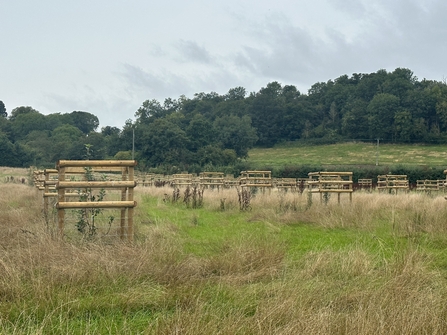 A field surrounded by trees with young trees in tree guards to create a traditional orchard habitat