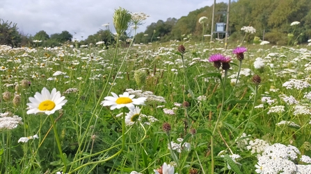 A species rich grassland, with flowers in the foreground and trees and a grey sky in the background