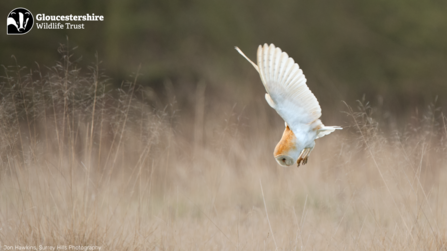 Flying barn owl wallpaper