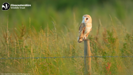 perched barn owl wallpaper