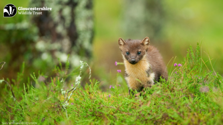 Pine marten wallpaper