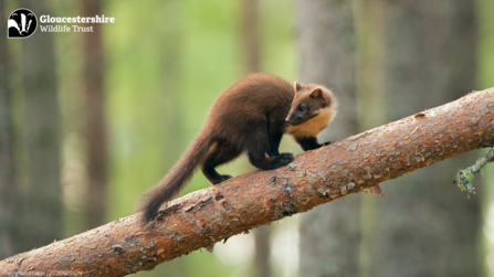 tree pine marten wallpaper