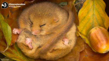 hibernting dormouse