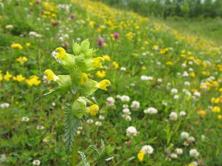 A yellow rattle plant in the foreground, with yellow flowers and green leaves, with a meadow in the background