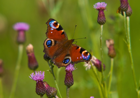 A peacock butterfly