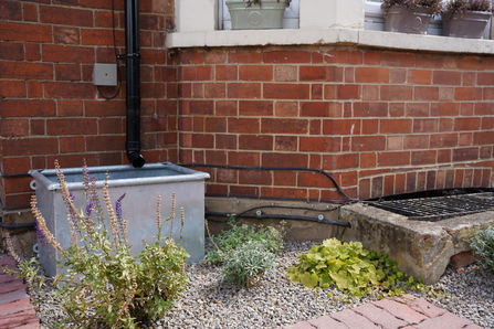 Wildlife friendly plants 
