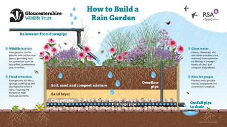 Wildlife habitat Outfall pipe to drain Soil, sand and compost mixture Drainage pipe Clay pebbles Sand layer Overflow pipe Rain gardens can be planted with nectar-rich plants, providing food for pollinators such as butterflies, bumblebees and hoverflies. Flood reduction Rain gardens act like a sponge, soaking up and storing water when it rains, reducing the burden on main drainage systems.