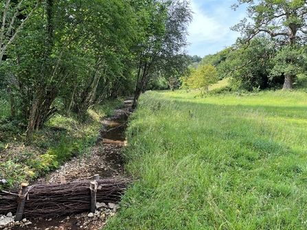 Trillis Wetland Restoration