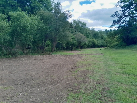 Trillis Wetland Restoration