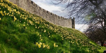 Daffodils in York