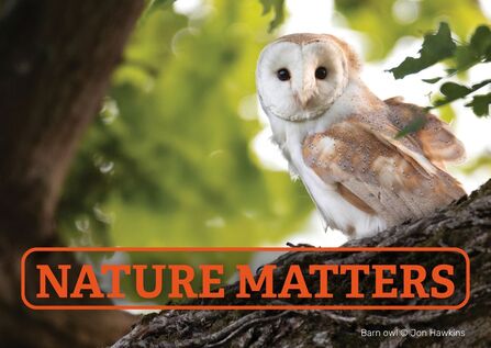 Nature Matters Postcard Owl