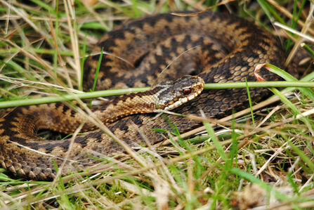 Adder in grass