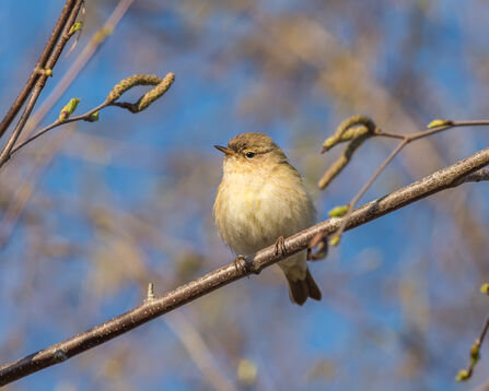 Chiff chaff perched on branch with catkins
