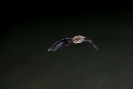 Daubentons bat flying at night