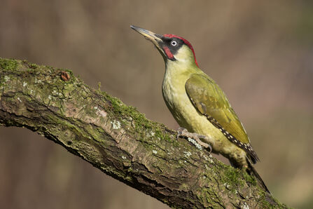 Green woodpecker perched on branch