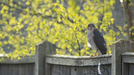 Sparrowhawk perched on a garden fence