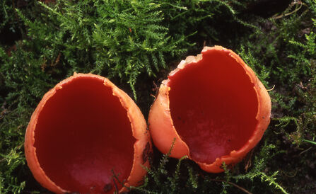 Scarlet elf cups among moss