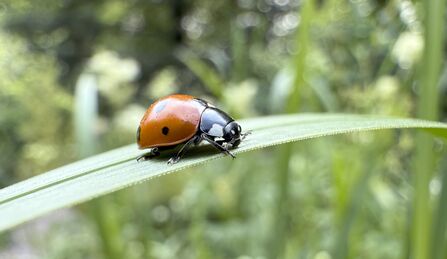 Close-up of a ladybird on a blade of grass
