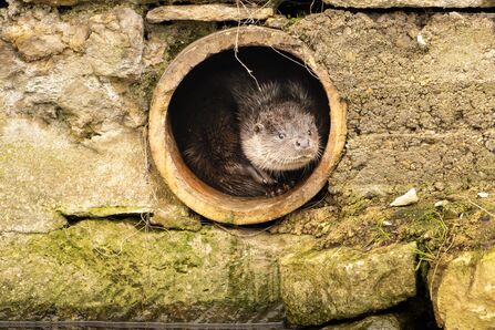 Otter sitting in a pipe in thre wall, peering out and into the camera