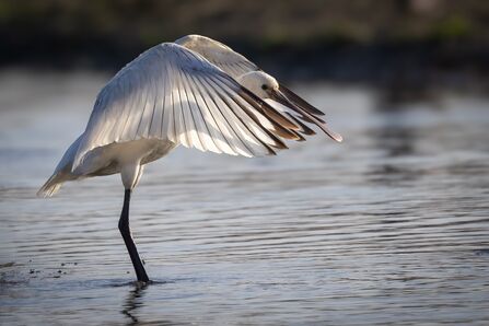 Spoonbill poised, stretching wings over lake
