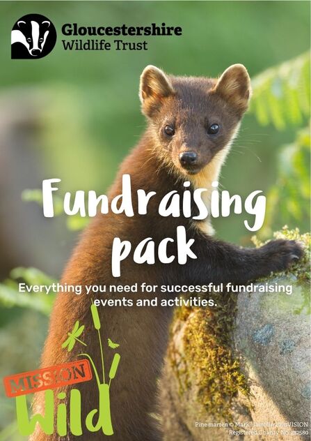 The front cover of the fundraising pack, showing a pine marten, and "everything you need for successful fundraising events and activities"