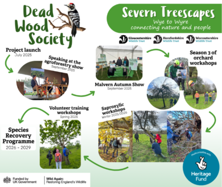 A poster timeline showing the journey of Dead Wood Society