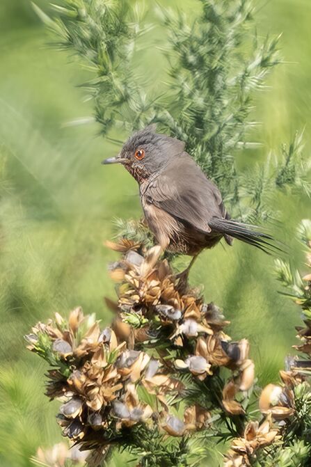 Dartford warbler in Forest of Dean sitting on a plant with gorse in the background. Colour image