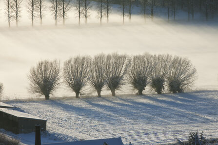Pollarded willows
