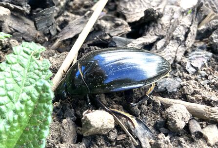A black shiny beetle on some soil