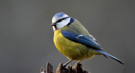 Blue Tit