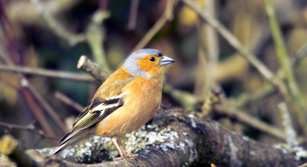 Chaffinch male