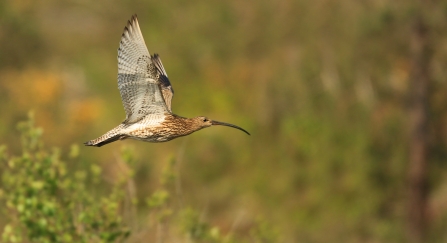 Curlew (c) Jon Hawkins Surrey Hills Photography
