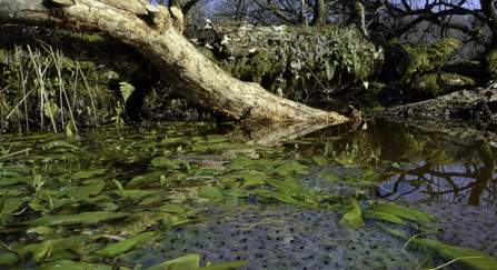 Frogspawn clumps of Common frogs (Rana temporaria) in pond created by Eurasian beavers (Castor fiber) on a small woodland stream within a large woodland enclosure with a beaver-gnawed branch in the background