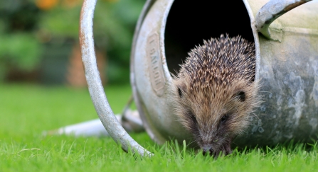 Hedgehog in watering can