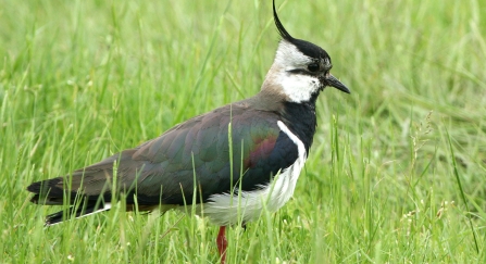 Lapwing (c) Jim Highnam