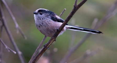 Long-tailed tit