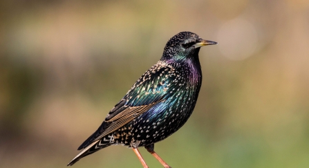 Starling