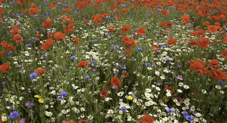 A field full of poppies and ox eye daisies