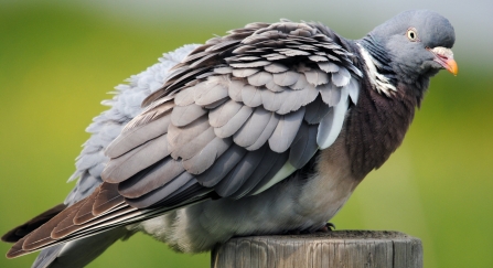 Woodpigeon